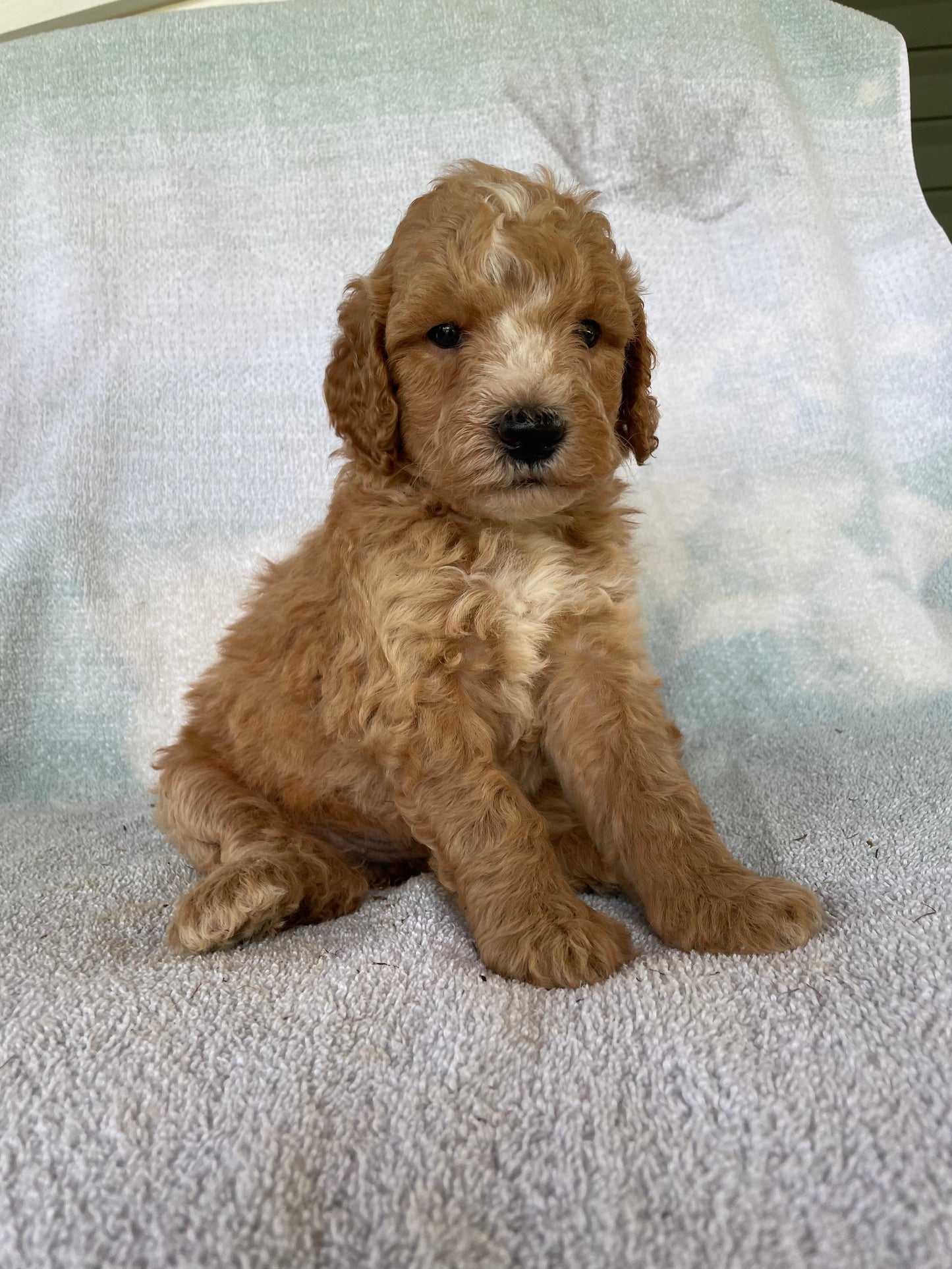 Golden retriever puppies