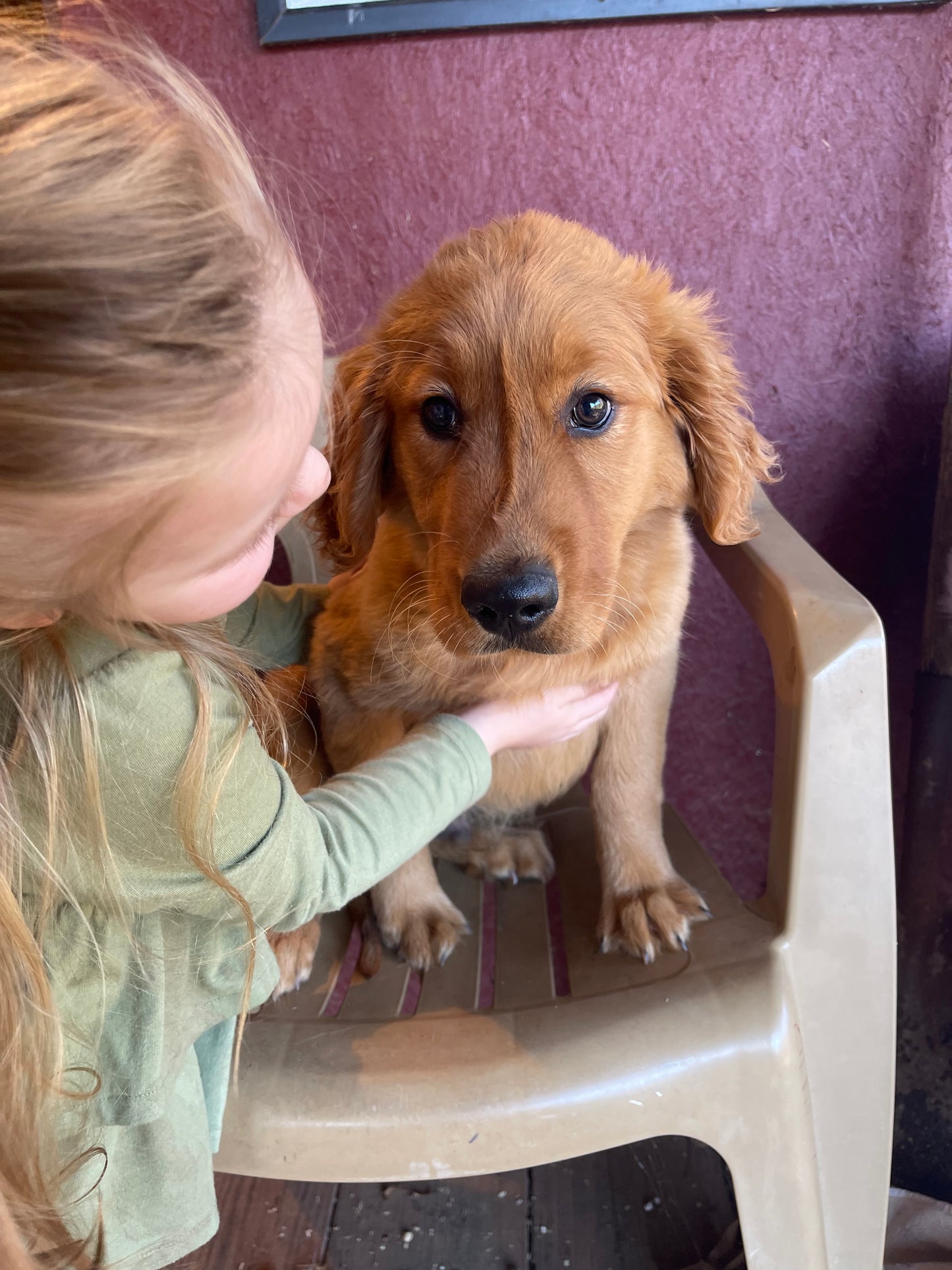 Ckc golden retriever male