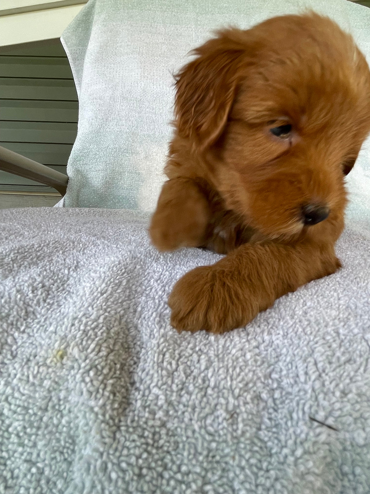 Golden retriever puppies