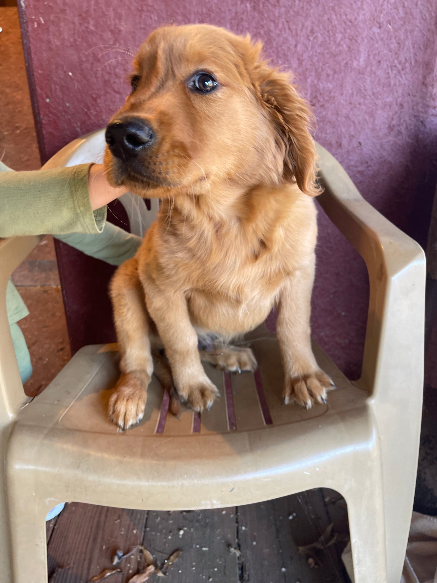 Ckc golden retriever male