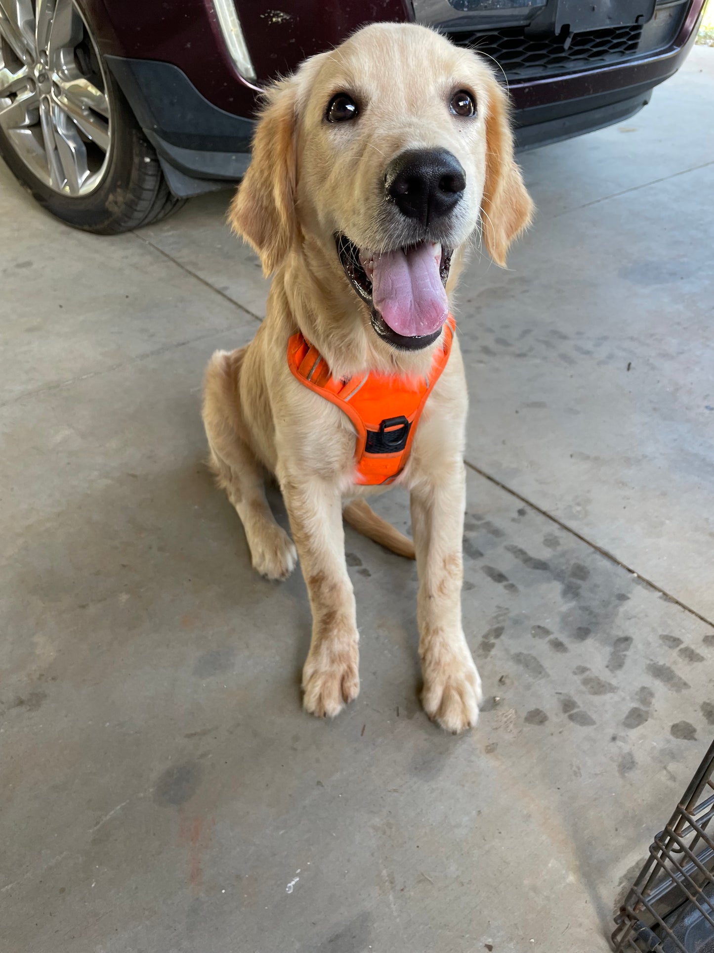 AKC golden retriever males