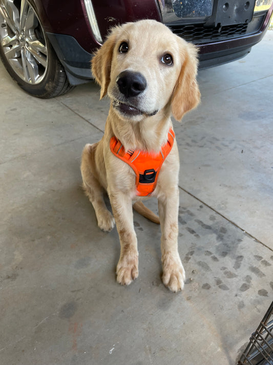 AKC golden retriever males