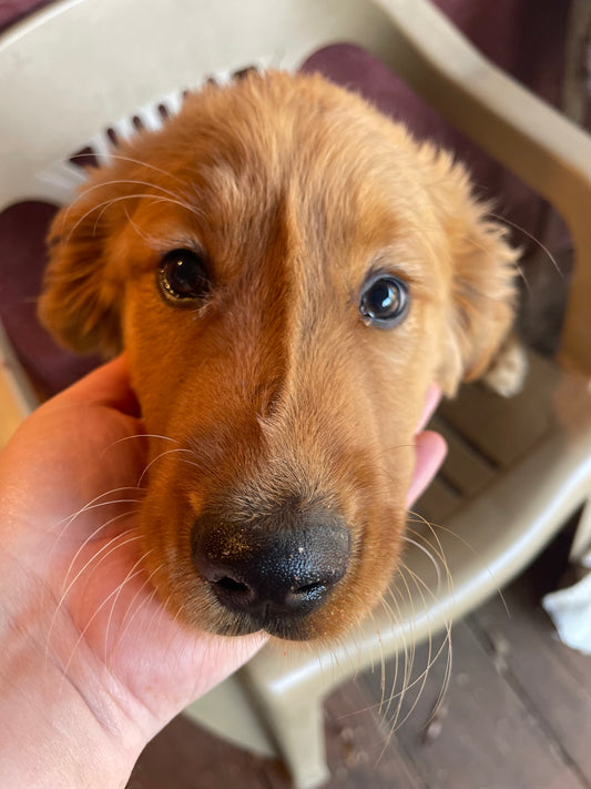 Ckc golden retriever male