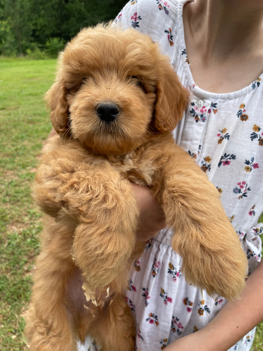 Mini male Goldendoodles
